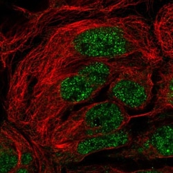 SH3RF2 Antibody, Novus Biologicals:Antibodies:Primary Antibodies